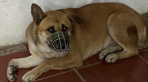 Chú chó đeo rọ mõm lạc ở Nguyễn Văn Cừ đã tìm lại được chủ cũ