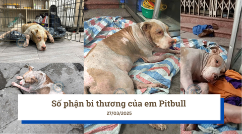 Số phận bi thương của em Pitbull
