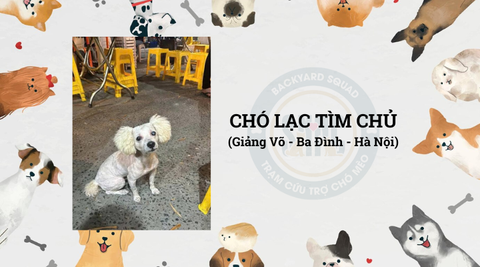 Chó lạc tìm chỉ - D6 Giảng Võ, Ba Đình, Hà Nội