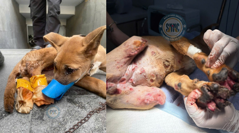 “Bị trói chân, bịt miệng và vứt bỏ như rác” – em chó nhỏ bị bỏ lại giữa phố như một món đồ hư hỏng