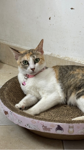 Đang cập nhật