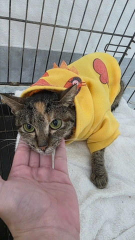 Toki