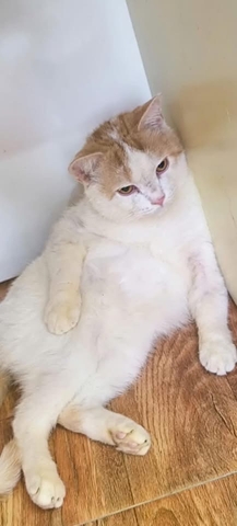 Su