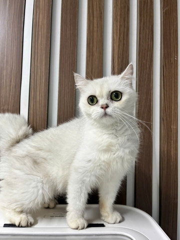 THỊ XOÀI