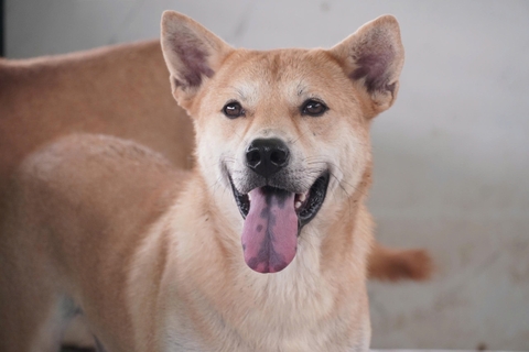 Taiyo