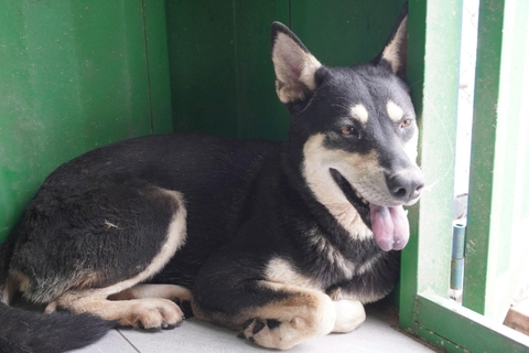 Tsuki