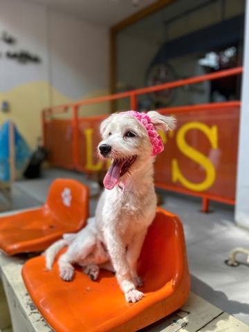 Thị Cốm