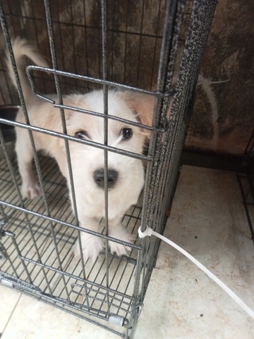 TOTO (900255001491165)