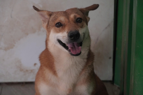 Phởn