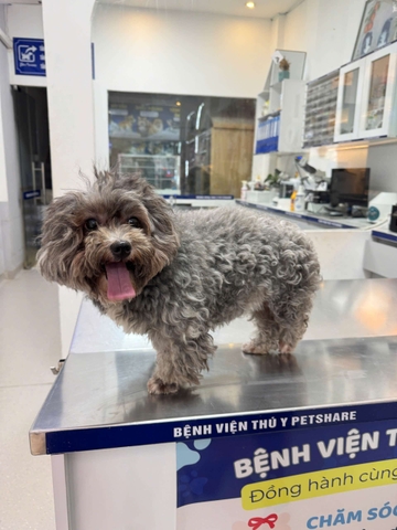 Hóng Hớt