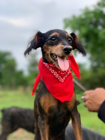 MILO
