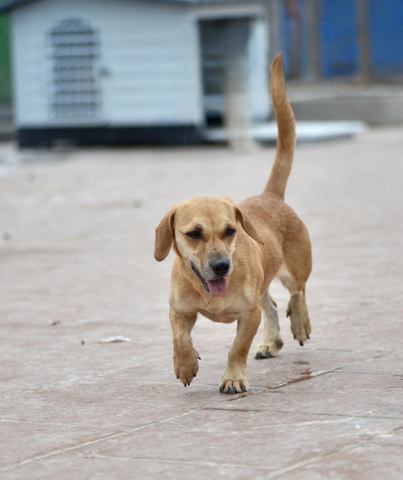 Cà rốt