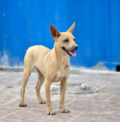 Kin Chó hoang