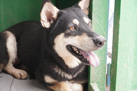 Tsuki