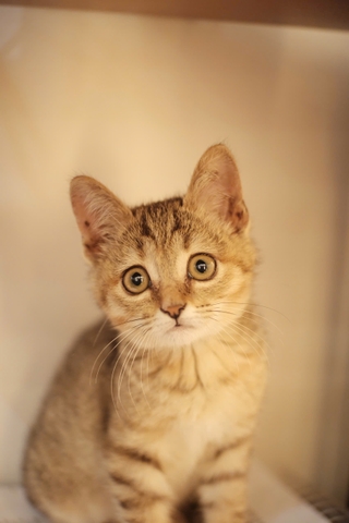 Maru
