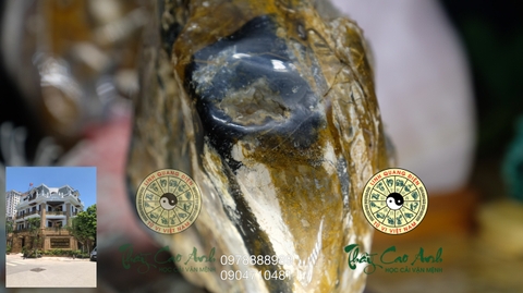 Ngọc gỗ hóa thạch PTCA19