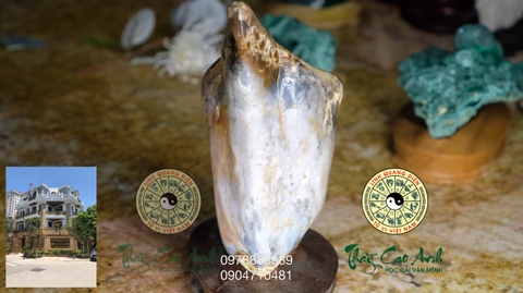 Ngọc gỗ hóa thạch PTCA19