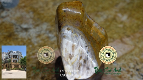 Ngọc gỗ hóa thạch PTCA19