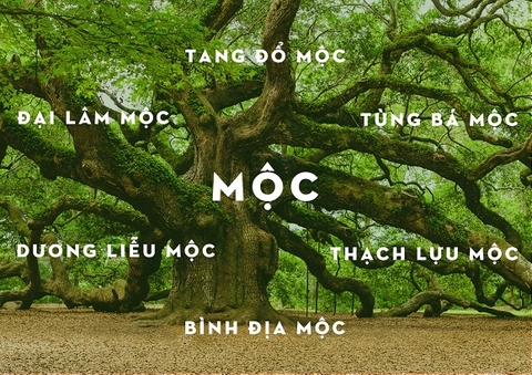 PHONG THỦY MỆNH MỘC