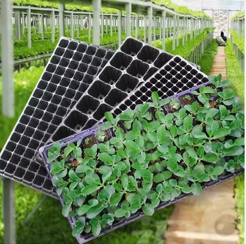 Khay nhựa ươm cây S2