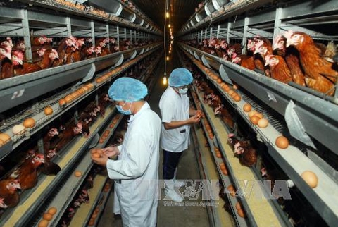 Chăn nuôi đang là lĩnh vực đóng góp chính cho ngành nông nghiệp 