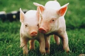 Chi phí chăn nuôi heo: Tăng tổng thể ở các quốc gia