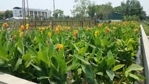 Công nghệ xử lý nước thải sinh hoạt thân thiện với môi trường - Bể tự hoại và bãi lọc ngầm trồng cây