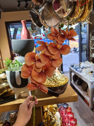 Cành lan hồ điệp