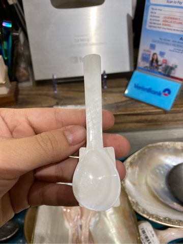 Thìa trai đầu tròn