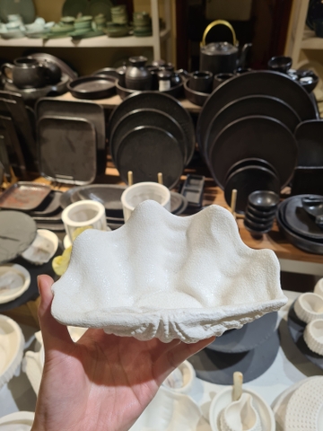 Sò tai tượng 18 cm Tuyết trắng