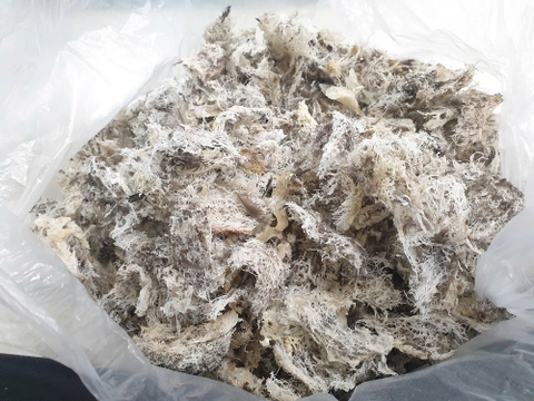 Vụn Sơ Mướp Ngà