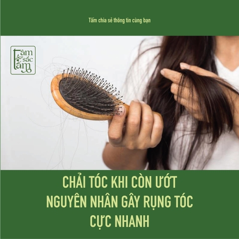 Có Thể Bạn Chưa Biết: Chải Tóc Khi Còn Ướt Làm Tóc Rụng Nhiều Hơn