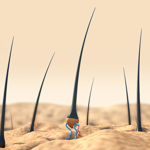 Phân Biệt Rụng Tóc Sinh Lý Và Rụng Tóc Bệnh Lý – Chăm Sóc Tóc Đúng Cách Với Dầu Gội Từ Thiên Nhiên