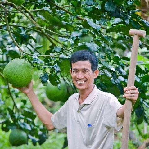 Bưởi Da Xanh Bến Tre – Loại Trái Cây Đặc Sản Vùng Nam Bộ Gắn Kết Với Dầu Gội Từ Thiên Nhiên