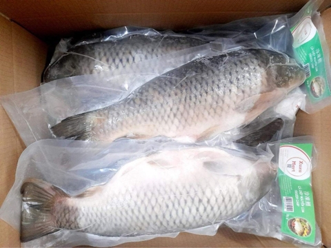 Cá Chép Nguyên Con - kg (1-1.5kg/con)