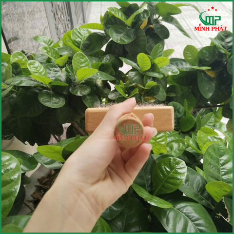 🖌️ Cọ Lông Cừu Cán Gỗ Minh Phát – Quét Sơn, Tạo Hiệu Ứng Trang Trí