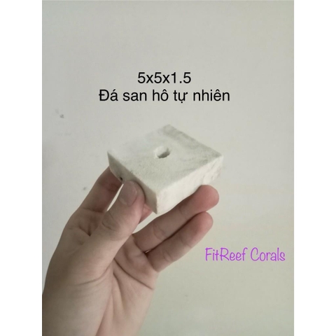 Đế frags bằng đá san hô tự nhiên chuyên dụng cắm san hô mềm để nền (5x5x1.5 cm)