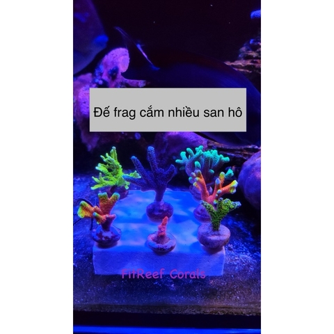 Đế frags bằng đá san hô tự nhiên với nhiều lỗ cắm san hô (size 10x10cm)