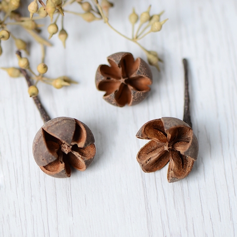 COMBO 3 HẠT DẺ CƯỜI SẤY KHÔ LOẠI 1 TRANG TRÍ NẾN/THIỆP/CRAFTBOOK HANDMADE T.CRAFT HOUSE