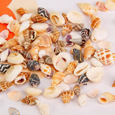 VỎ ỐC TRANG TRÍ NHIỀU KÍCH THƯỚC T.CRAFT HOUSE