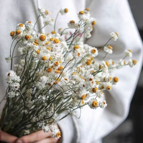 CÚC AMMOBIUM LOẠI 1 SẤY KHÔ TRANG TRÍ NẾN/THIỆP/CRAFTBOOK HANDMADE T.CRAFT HOUSE