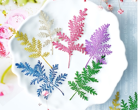 LÁ DƯƠNG XỈ ÉP KHÔ TRANG TRÍ NẾN/THIỆP/CRAFTBOOK HANDMADE T.CRAFT HOUSE