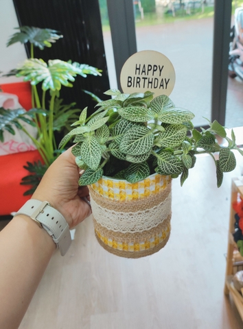 LY CÂY HOA THẬT TRANG TRÍ LÀM QUÀ TẶNG SIÊU XINH XẺO T.CRAFT HOUSE