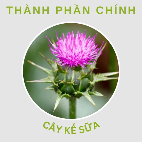 Swisse Ultiboost High Strength Milk Thistle - Viên Uống Bảo Vệ & Phục Hồi Tế Bào Gan - 60/100 Viên