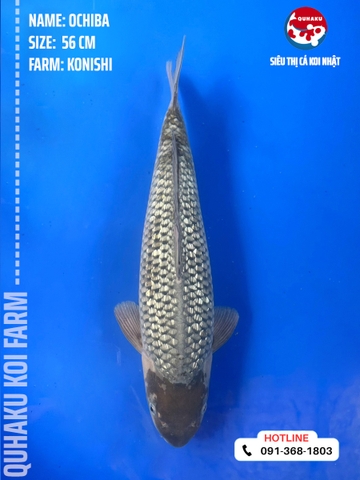 1183 - Ochiba - Konishi - 56cm - 2Y - SG03