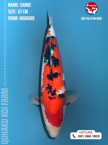0849 - Sanke - Marudo - 67cm - 3Y - SG01