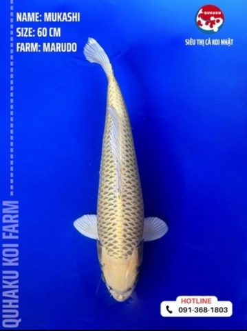 1204 - Mukashi - Marudo - 64cm - 2Y - SG03
