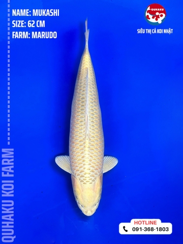 1205 - Mukashi - Marudo - 62cm - 2Y - SG03