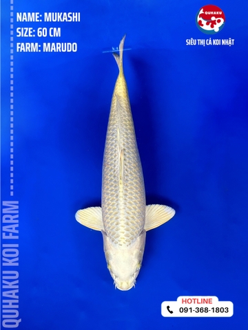 1206 - Mukashi - Marudo - 60cm - 2Y - SG03
