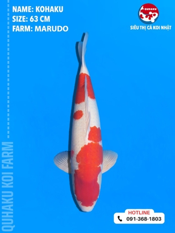 1753 - Kohaku - Marudo - 63cm - 2Y